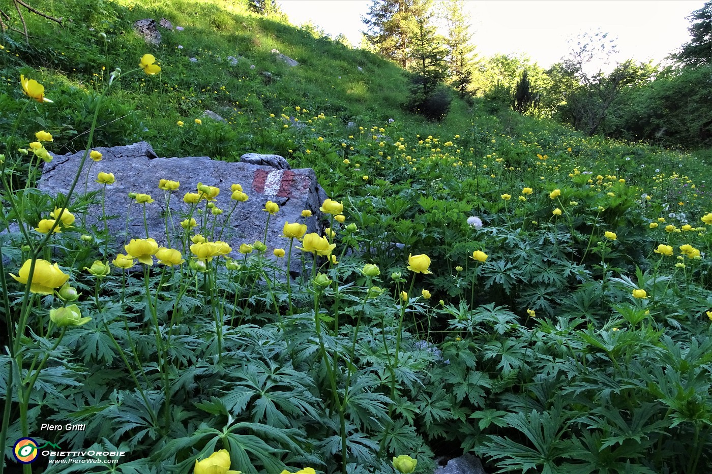 93 Distese di Botton d'oro in Val Vedra.JPG